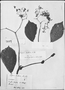 Field Museum photo negatives collection; Genève specimen of Begonia smilacina A. DC., BRAZIL, L. Riedel 671, Type [status unknown], G-DC