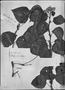 Field Museum photo negatives collection; Genève specimen of Begonia solananthera A. DC., BRAZIL, J. Lhotsky 135, Type [status unknown], G-DC