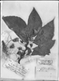 Field Museum photo negatives collection; Genève specimen of Begonia maynensis A. DC., PERU, R. Spruce 4859, Type [status unknown], G-DC