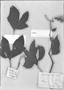 Field Museum photo negatives collection; Genève specimen of Begonia palmaris A. DC., MEXICO, H. Ruíz L., Type [status unknown], G-DC