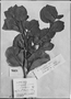 Field Museum photo negatives collection; Genève specimen of Roupala cordifolia var. subintegerrima Meisn., VENEZUELA, N. Funck 1629, Isotype, G-DC