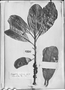 Field Museum photo negatives collection; Genève specimen of Chrysophyllum cayannense A. DC., FRENCH GUIANA, Jos. Martin s.n., Isotype, G-DC