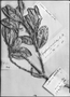 Field Museum photo negatives collection; Genève specimen of Symplocos revoluta A. DC., BRAZIL, Type [status unknown], G-DC