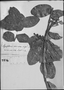 Field Museum photo negatives collection; Genève specimen of Symplocos coriacea A. DC., PERU, J. A. Pavón, Type [status unknown], G-DC