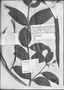Field Museum photo negatives collection; Genève specimen of Malouetia tamaquarina A. DC., FRENCH GUIANA, Type [status unknown], G-DC