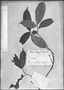 Field Museum photo negatives collection; Genève specimen of Tabernaemontana echinata Aubl., GUYANA, Type [status unknown], G-DC