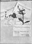 Field Museum photo negatives collection; Genève specimen of Telanthera andicola Moq., PERU, J. A. Pavón, Type [status unknown], G-DC