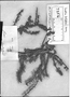 Field Museum photo negatives collection; Genève specimen of Suaeda foliosa Moq., PERU, C. Gaudichaud-Beaupré, Type [status unknown], G-DC