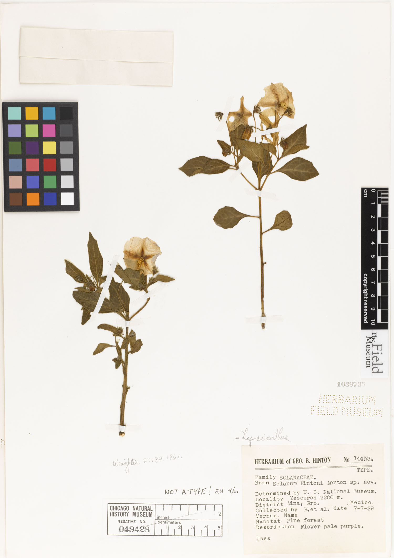 Solanum hintonii image