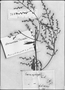 Field Museum photo negatives collection; Genève specimen of Telanthera richardii Moq., MEXICO, E. Thibaud, Type [status unknown], G-DC