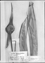 Field Museum photo negatives collection; Genève specimen of Rapatea spectabilis Pilg., PERU, E. H. G. Ule 6251, Isotype, G-DC