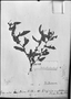 Field Museum photo negatives collection; Genève specimen of Sida acuta Burm. f., Type [status unknown], G-DC