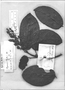 Field Museum photo negatives collection; Genève specimen of Bignonia parkeri DC., GUYANA, C. F. Parker, Type [status unknown], G
