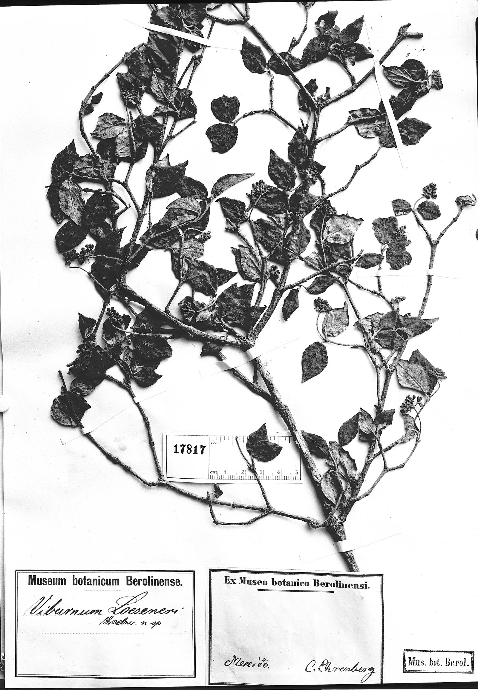 Viburnum loeseneri image