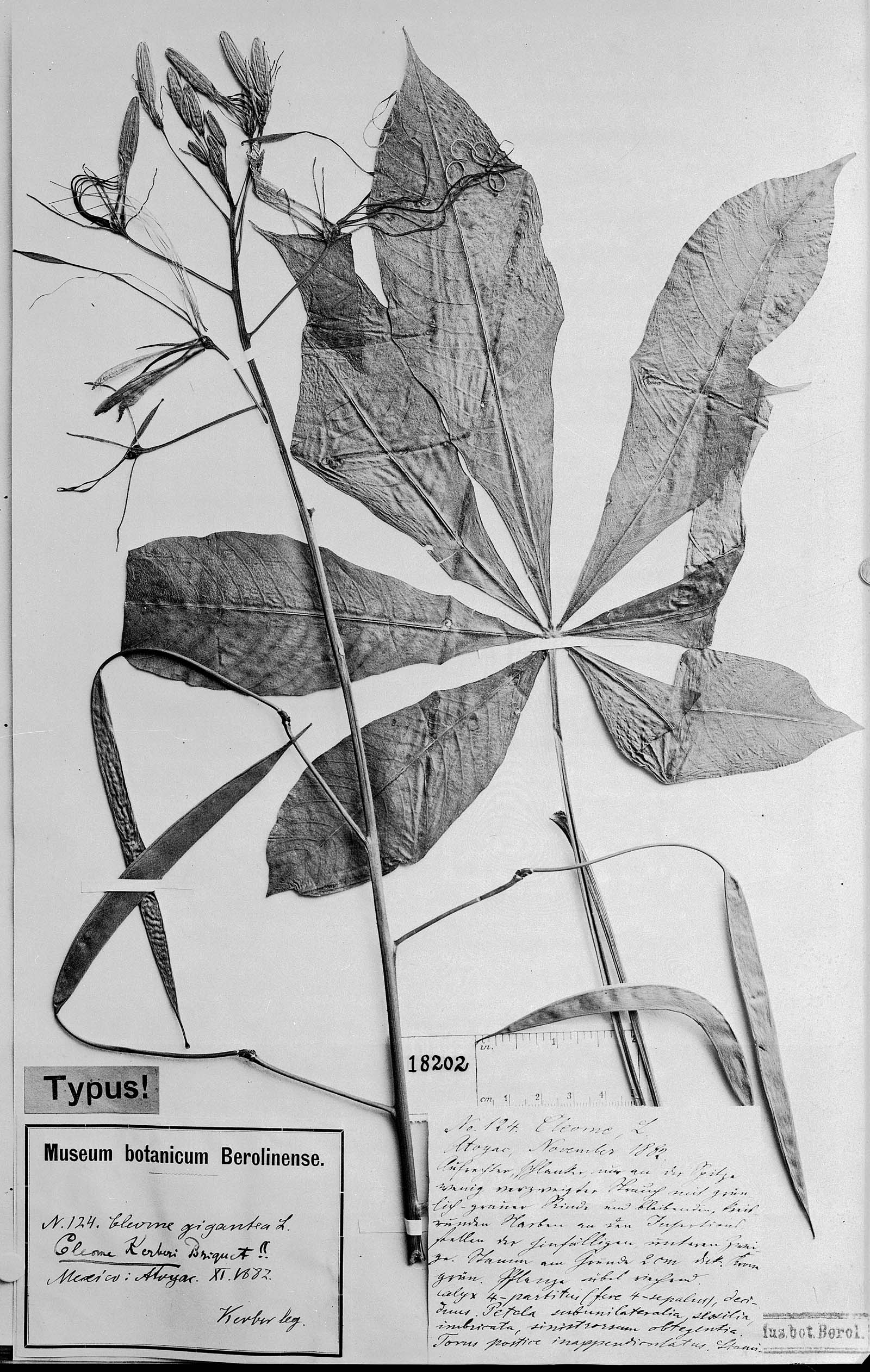 Cleome viridiflora image