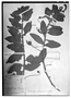 Field Museum photo negatives collection; Berlin specimen of Centropogon subcordatus Zahlbr., ECUADOR, L. A. Sodiro 91/4, Type [status unknown], B