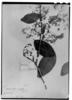 Phyllanthus laxiflorus image