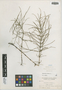 Equisetum arvense L., U.S.A., O. E. Lansing, Jr. 3694, F