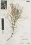 Equisetum arvense L., U.S.A., O. E. Lansing, Jr. 3873, F
