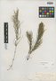 Equisetum arvense L., U.S.A., F