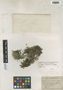 Selaginella rupestris (L.) Spring, U.S.A., F. E. McDonald s.n., F