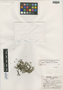Selaginella rupestris (L.) Spring, U.S.A., P. D. Voth 3470, F