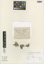 Selaginella rupestris (L.) Spring, U.S.A., W. K. Higley s.n., F