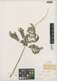 Botrychium virginianum (L.) Sw., U.S.A., H. E. Seaton s.n., F