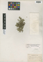 Selaginella rupestris (L.) Spring, U.S.A., E. J. Hill 139.1901, F