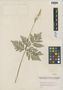Botrychium virginianum (L.) Sw., U.S.A., R. C. Friesner 9650, F