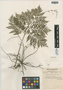 Botrychium virginianum (L.) Sw., U.S.A., R. M. Tryon 4373, F