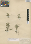Selaginella rupestris (L.) Spring, U.S.A., L. M. Umbach s.n., F