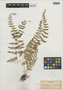 Cystopteris bulbifera (L.) Bernh., U.S.A., H. N. Patterson s.n., F