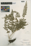 Cystopteris bulbifera (L.) Bernh., U.S.A., O. E. Lansing, Jr. 4146, F