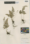 Cystopteris bulbifera (L.) Bernh., U.S.A., V. H. Chase 9673, F