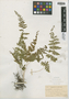 Cystopteris bulbifera (L.) Bernh., U.S.A., A. Chase 1876, F