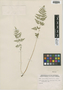 Cystopteris fragilis (L.) Bernh., U.S.A., R. C. Friesner 9641, F