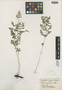 Cystopteris fragilis (L.) Bernh., U.S.A., F. E. McDonald s.n., F