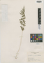 Cystopteris fragilis (L.) Bernh., U.S.A., L. M. Turner 328, F