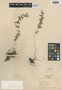 Cystopteris fragilis (L.) Bernh., U.S.A., G. D. Fuller 3800, F