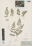 Cystopteris fragilis (L.) Bernh., U.S.A., E. Hall s.n., F