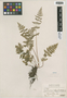 Cystopteris fragilis (L.) Bernh., U.S.A., A. W. De Selm 784, F