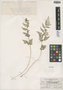 Cystopteris fragilis (L.) Bernh., U.S.A., B. Bauer 2350, F