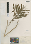 Onoclea sensibilis L., U.S.A., L. M. Turner 139, F