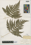 Phegopteris hexagonoptera (Michx.) F?e, U.S.A., H. E. Seaton s.n., F