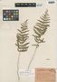 Thelypteris palustris var. pubescens (G. Lawson) Fernald, U.S.A., C. E. Shoop s.n., F