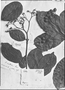 Field Museum photo negatives collection; Genève specimen of Cordia exalata Lam., Type [status unknown], G