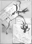 Field Museum photo negatives collection; Genève specimen of Ipomoea subrevoluta Choisy, GUYANA, C. F. Parker, Type [status unknown], G