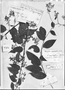 Field Museum photo negatives collection; Genève specimen of Tournefortia spigeliaeflora A. DC., GUYANA, Schomburgk, Type [status unknown], G