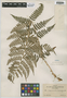 Dryopteris marginalis (L.) A. Gray, U.S.A., F. E. A. Thone 24, F